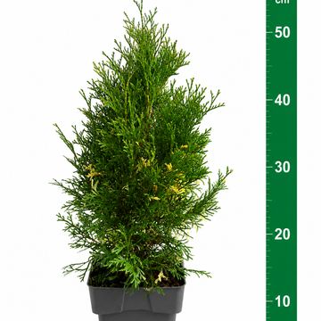 Thuja occidentalis 'Smaragd Variegata'