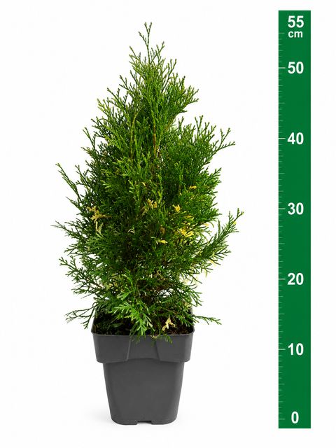 Thuja occidentalis 'Smaragd Variegata'