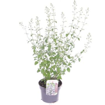 Calamintha nepeta 'Marvelette White'