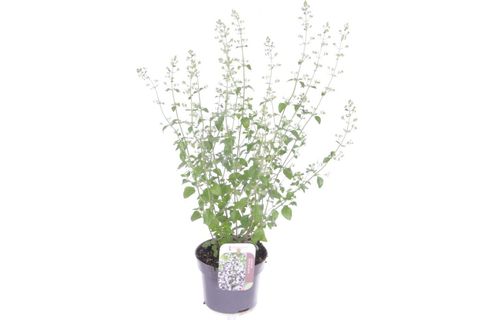 Calamintha nepeta 'Marvelette White'
