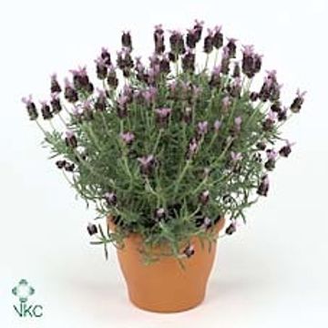Lavandula stoechas 'Toscane'