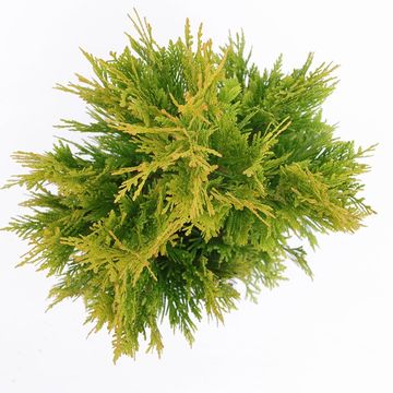 Thuja plicata '4ever'