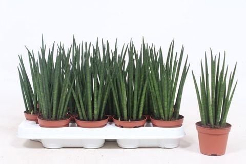 Sansevieria bacularis 'Mikado'
