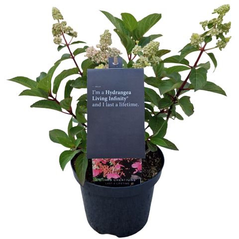 Hydrangea paniculata LIVING INFINITY