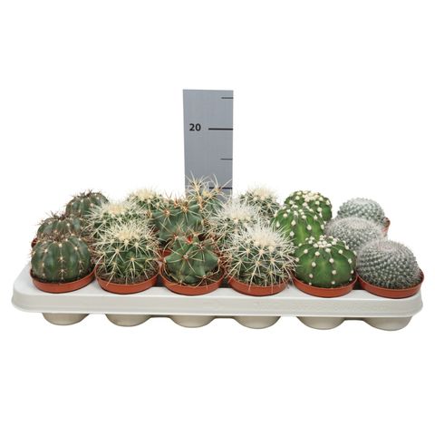 Cactus MIX