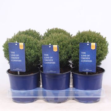 Thuja occidentalis 'Teddy'
