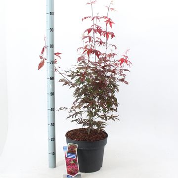 Acer palmatum 'Atropurpureum'