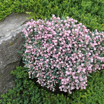 Andromeda polifolia 'Blue Ice'