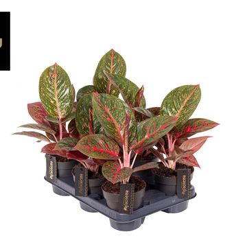 Aglaonema 'Red Sprinkles'