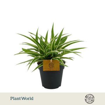 Chlorophytum comosum 'Ocean'