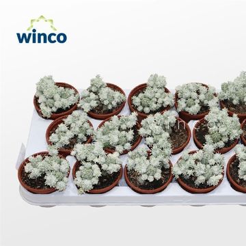 Euphorbia mammillaris variegata