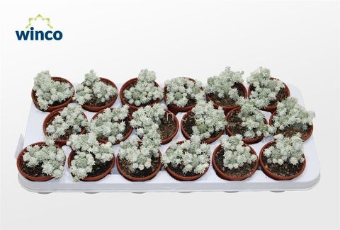 Euphorbia mammillaris variegata