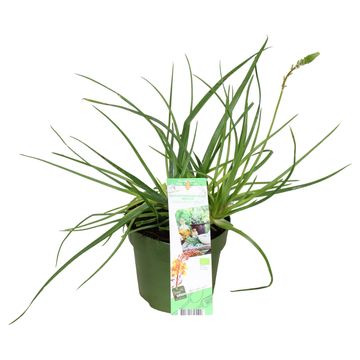 Bulbine frutescens 'Medicus'