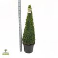 Buxus sempervirens