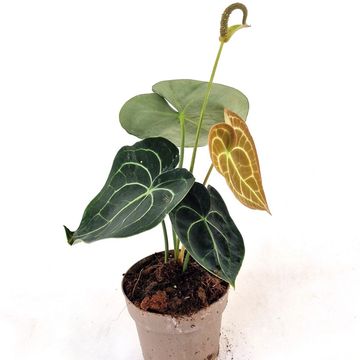 Anthurium clarinervium