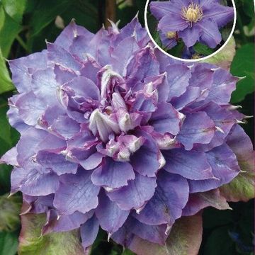 Clematis 'Vyvyan Pennell' (EL)