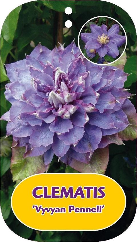 Clematis 'Vyvyan Pennell' (EL)