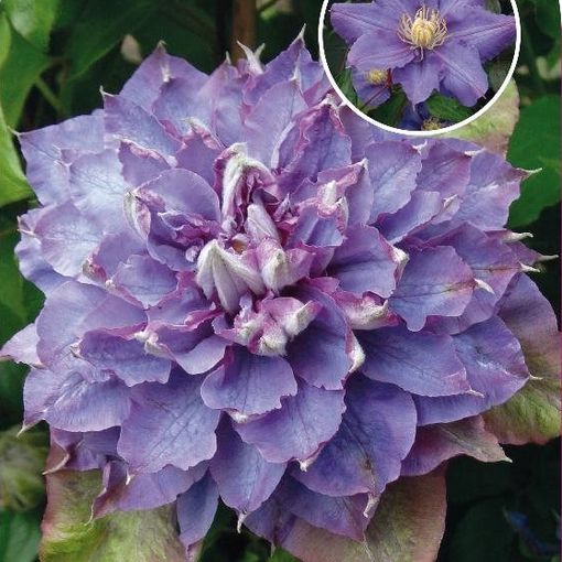 Clematis 'Вивиан Пеннелл' (EL)