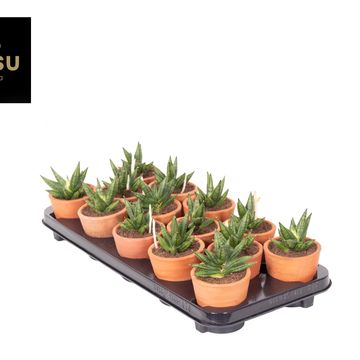 Sansevieria 'Inti Mini No.2'