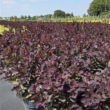 Cotinus coggygria 'Lilla'