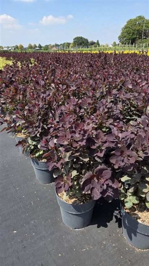Cotinus coggygria 'Lilla'