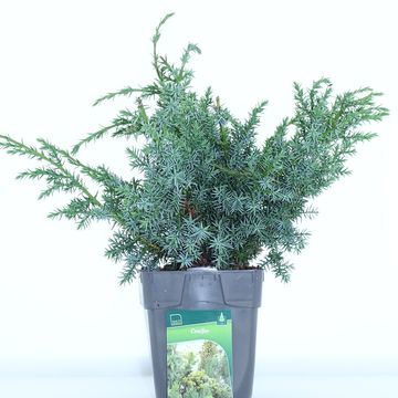 Juniperus chinensis 'Blue Alps'