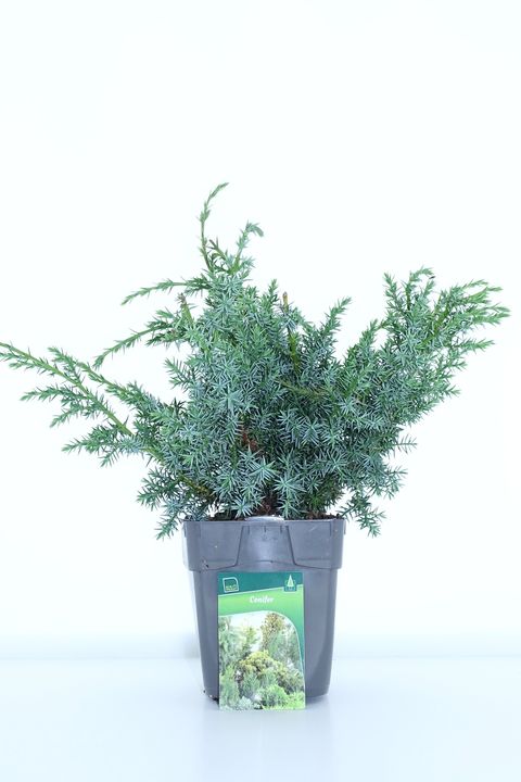 Juniperus chinensis 'Blue Alps'