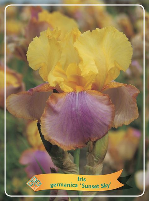 Iris 'Sunset Sky'