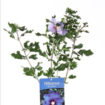 Hibiscus syriacus 'Marina'