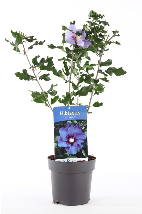 Hibiscus syriacus 'Marina'
