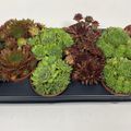 Sempervivum MIX