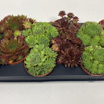 Sempervivum MIX