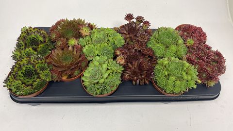 Sempervivum MIX