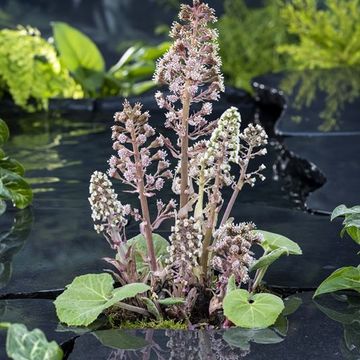 Petasites hybridus