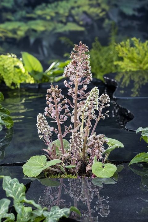 Petasites hybridus