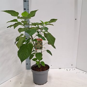 Clerodendrum trichotomum