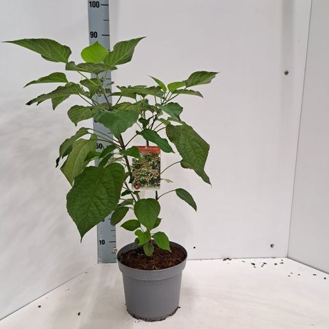 Clerodendrum trichotomum