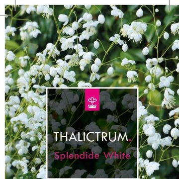 Thalictrum SPLENDIDE WHITE