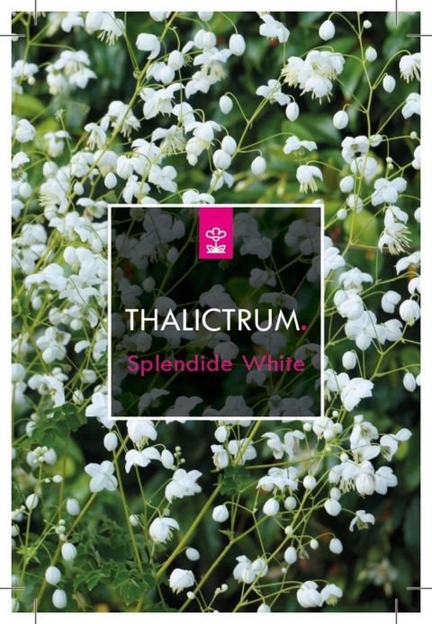 Thalictrum SPLENDIDE WHITE