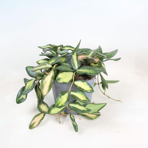 Hoya 'DS-70 Variegata'