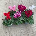 Cyclamen persicum MIX