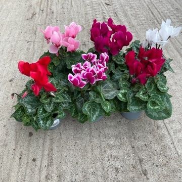 Cyclamen persicum MIX