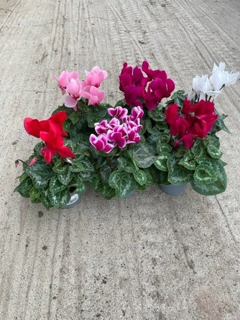Cyclamen persicum MIX