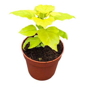 Radermachera sinica 'Aurea'