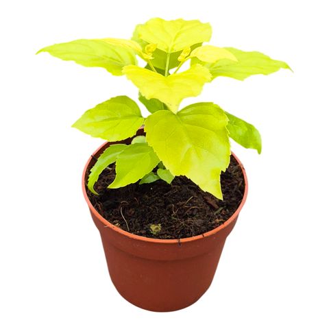 Radermachera sinica 'Aurea'