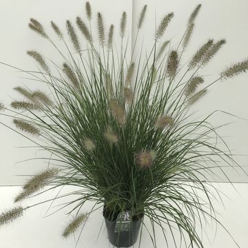 Pennisetum alopecuroides 'Hameln'