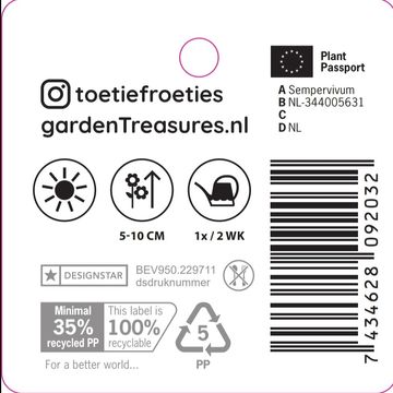 Sempervivum TOETIE FROETIES MIX