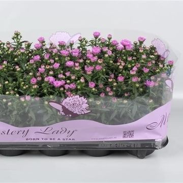 Aster MYSTERY LADY BRIGITTE