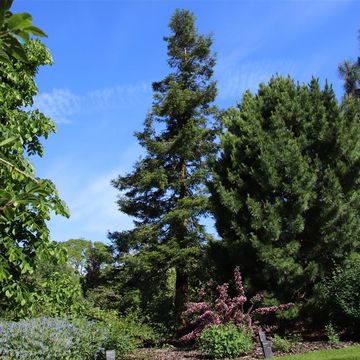 Sequoia sempervirens 'Adpressa'
