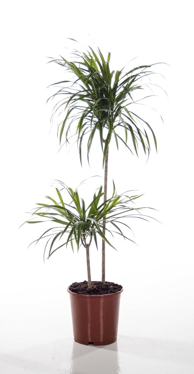 eibe tiefwurzler oder flachwurzler Taxus baccata 'Repandens' / Bodendeckereibe